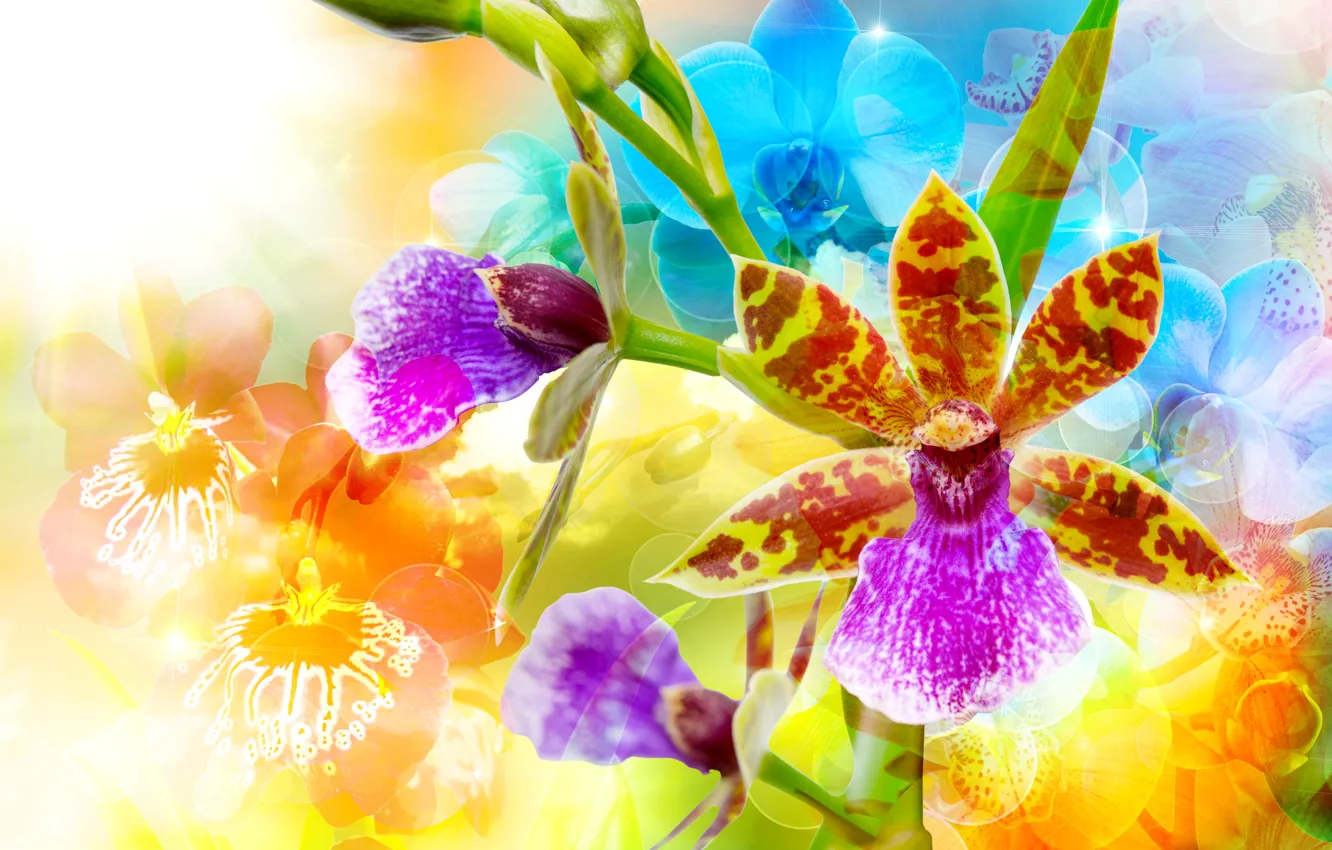 Photo wallpaper glare, background, bright, orchids, colorful, closeup