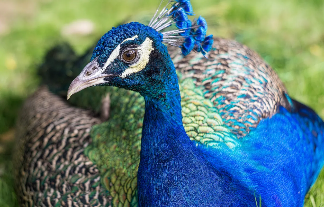Photo wallpaper bird, color, feathers, peacock, color