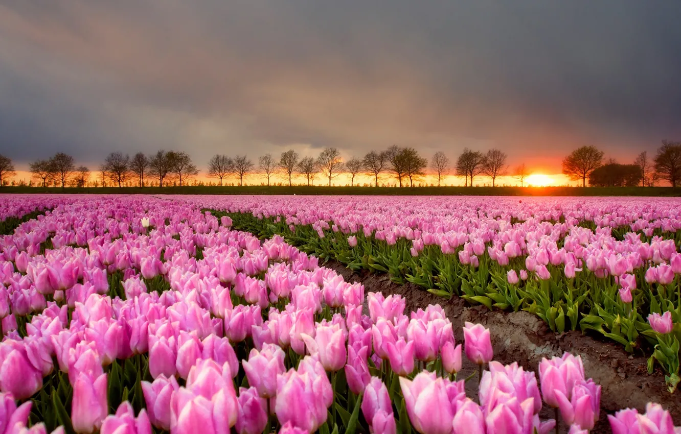 Photo wallpaper field, the sky, the sun, trees, landscape, sunset, flowers, nature