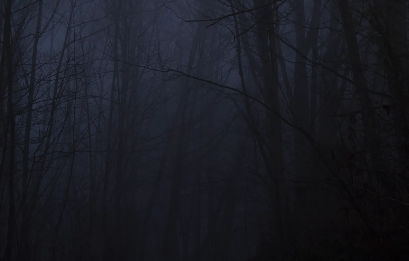 Photo wallpaper forest, trees, night, nature, fog, twilight, path