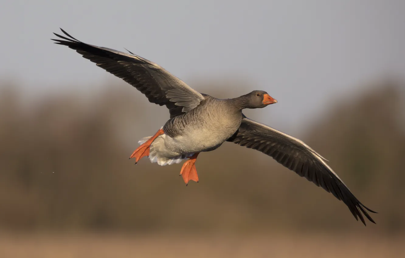 Photo wallpaper flight, bird, geese, wingspan