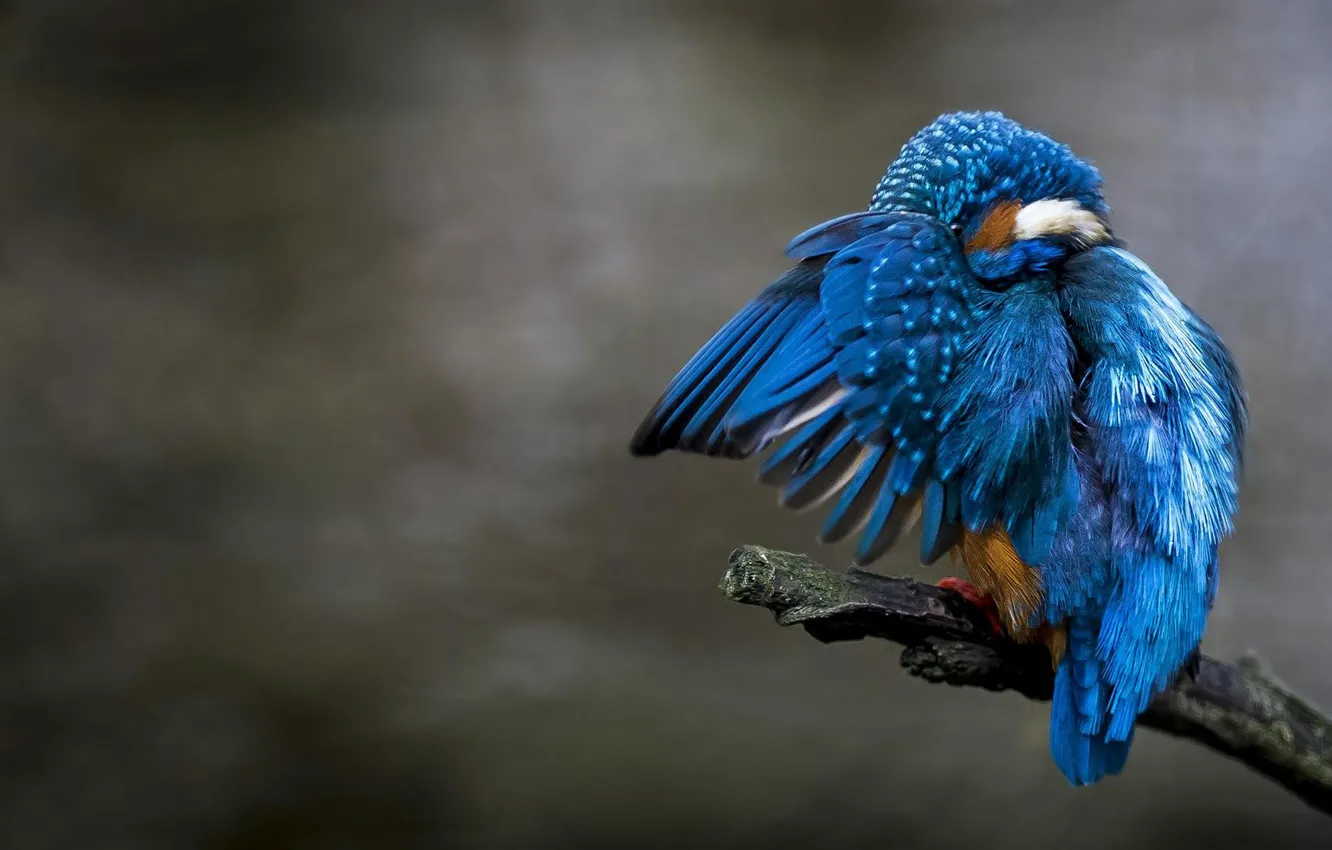 Photo wallpaper branches, background, bird, Kingfisher, kingfisher