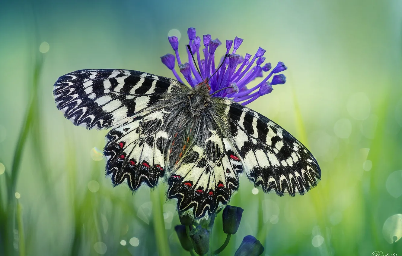 Photo wallpaper flower, butterfly, Roberto Aldrovandi