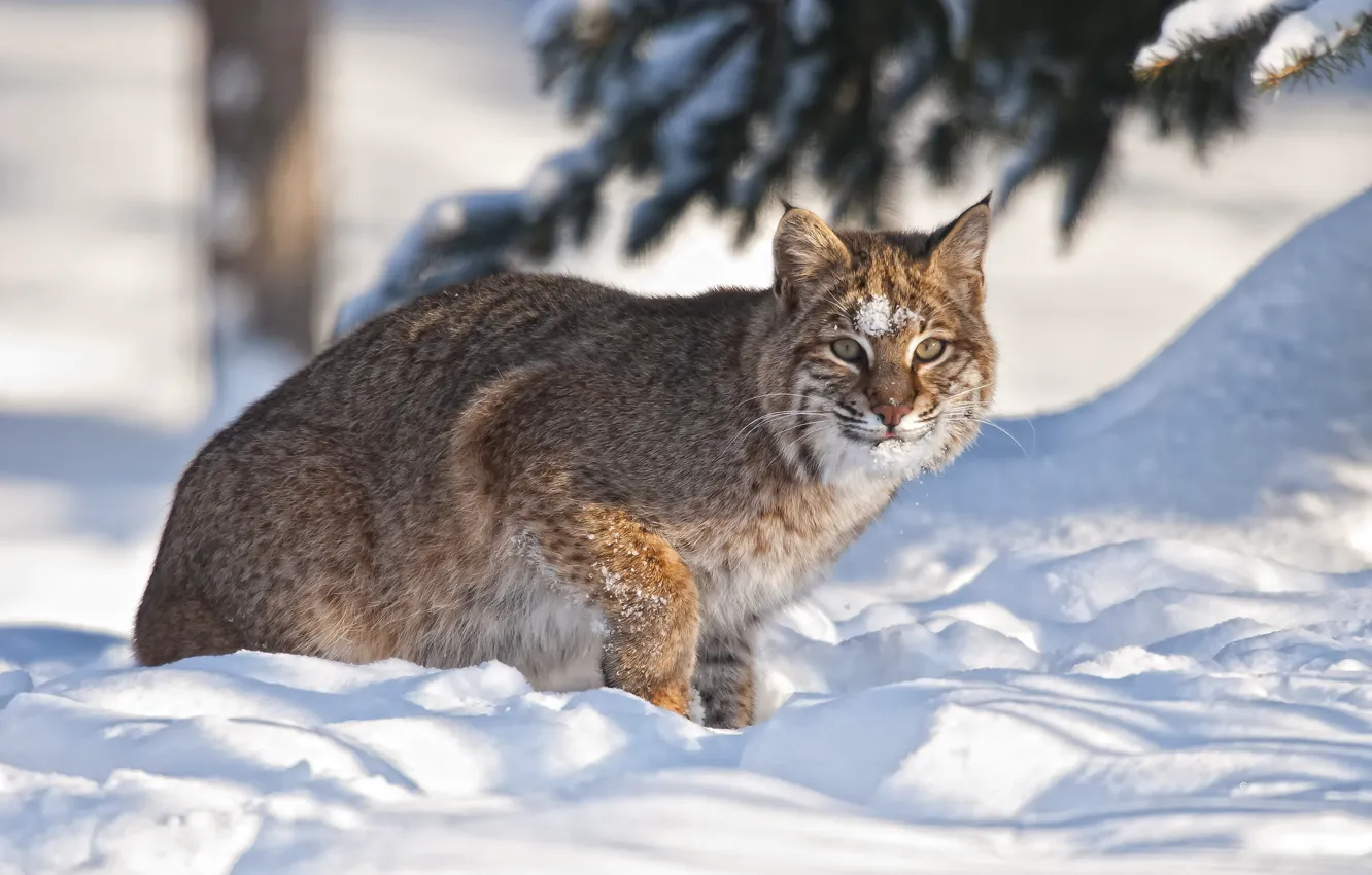 Photo wallpaper winter, snow, lynx