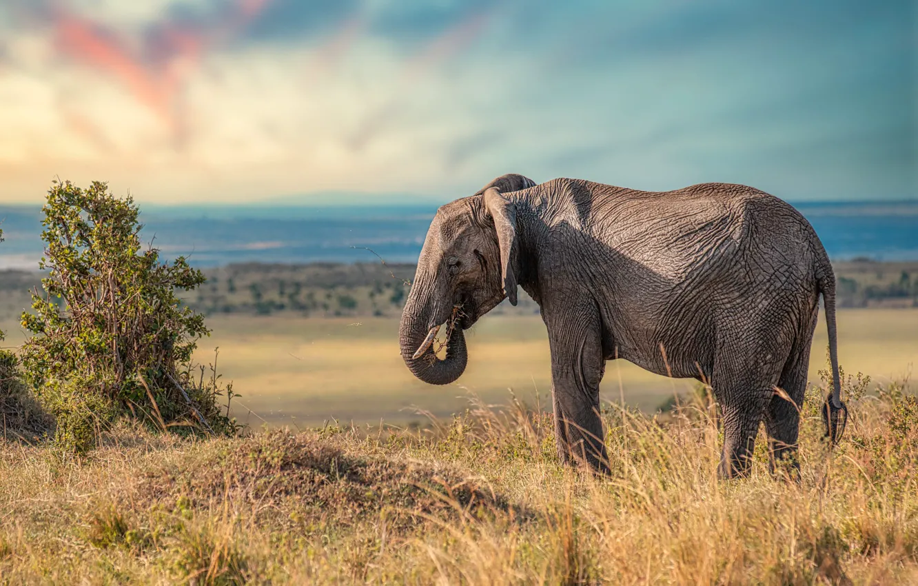 Photo wallpaper field, the sky, branches, elephant, dal, Savannah, the bushes, meal