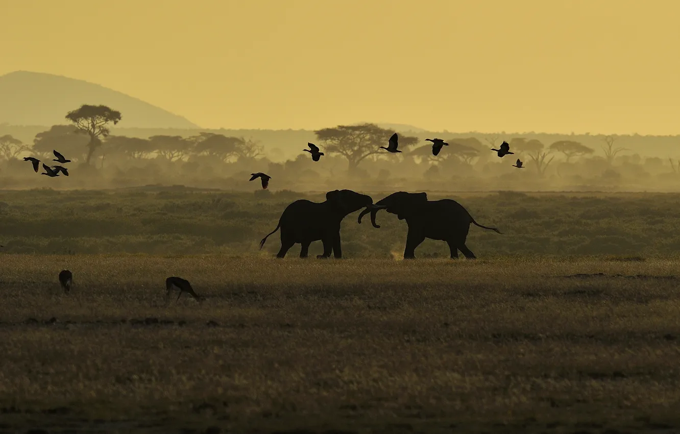 Photo wallpaper field, trees, sunset, mountains, bird, elephant, fight, deer