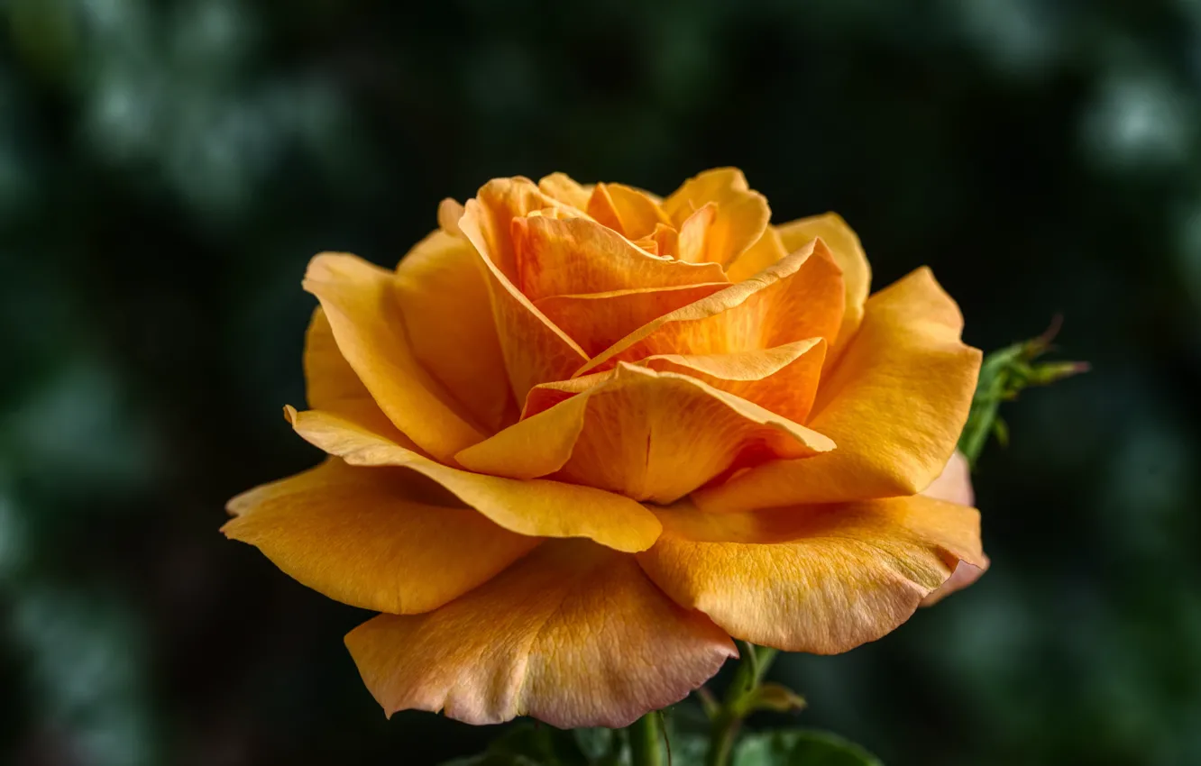 Photo wallpaper flower, macro, the dark background, rose, orange, bokeh, bright