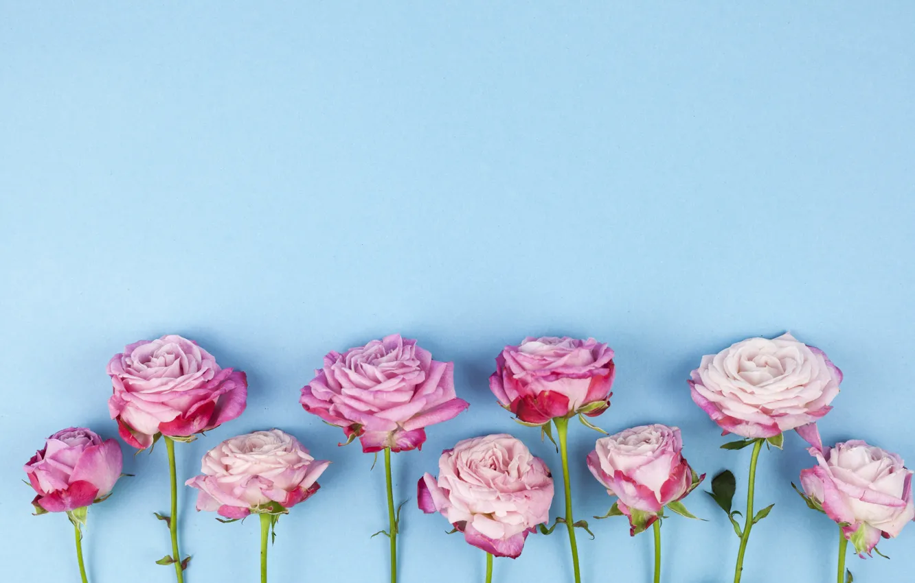 Photo wallpaper flowers, roses, pink, wood, pink, flowers, beautiful, roses