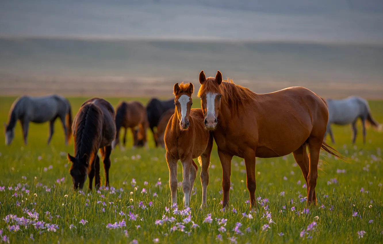 Photo wallpaper flowers, horse, horse, meadow, foal, Alexander Makeev