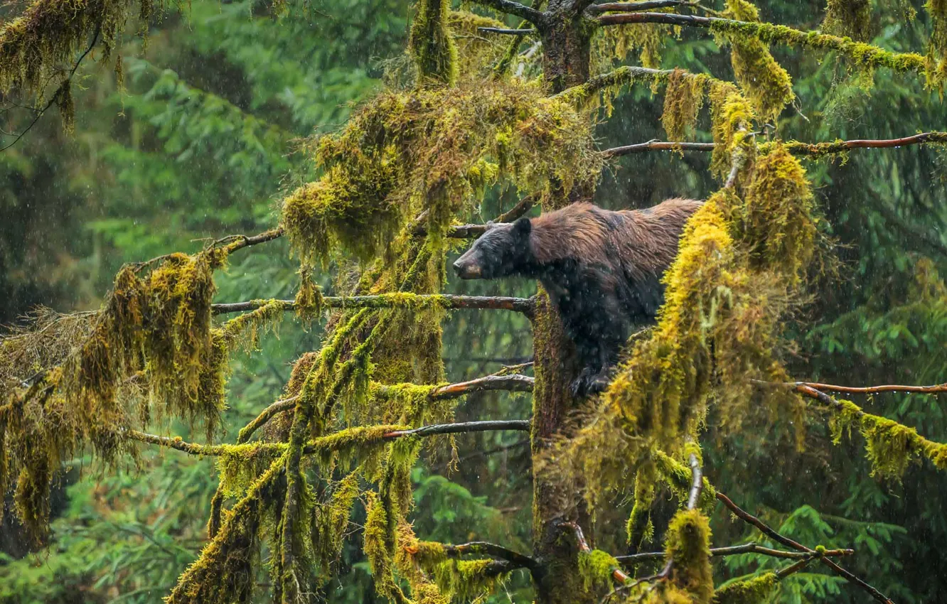 Photo wallpaper Alaska, USA, baribal, black bear, Tongass National Forest