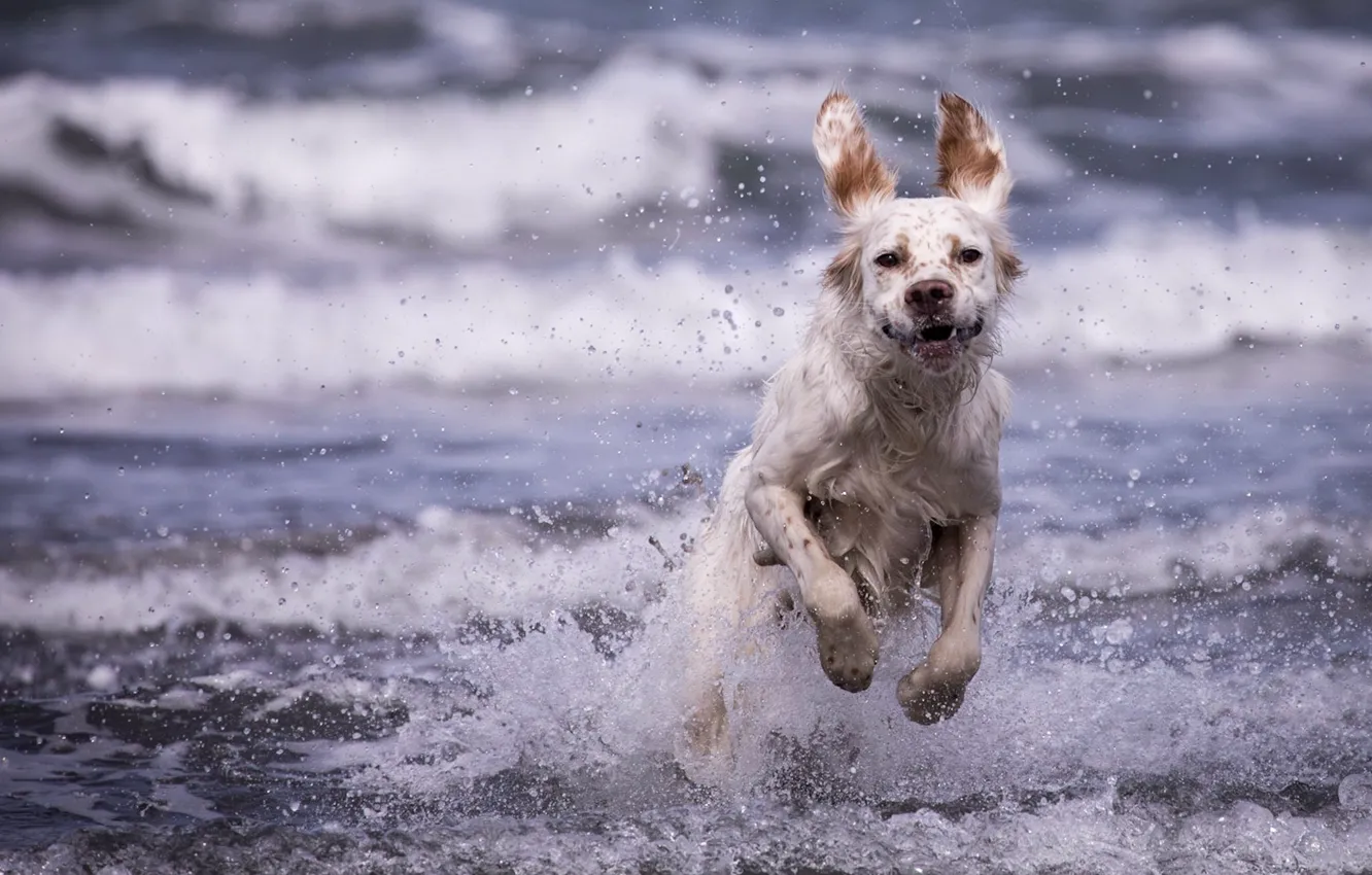 Photo wallpaper sea, wave, squirt, dog, The English setter