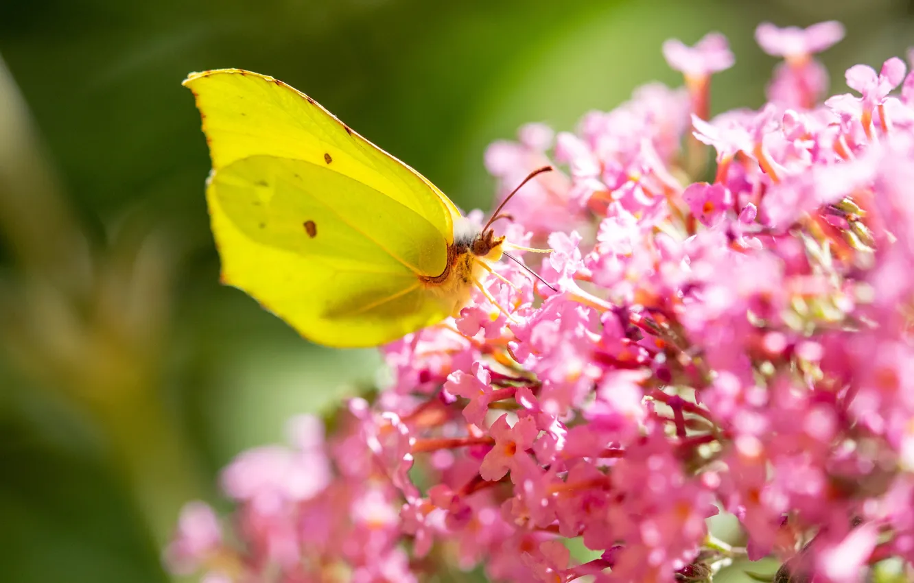 Photo wallpaper flowers, yellow, butterfly, pink, bokeh