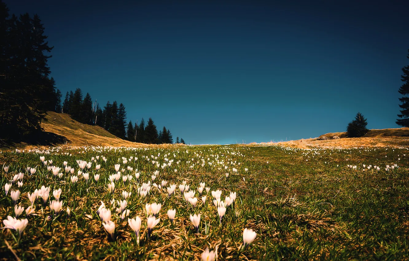 Photo wallpaper field, the sky, grass, trees, flowers