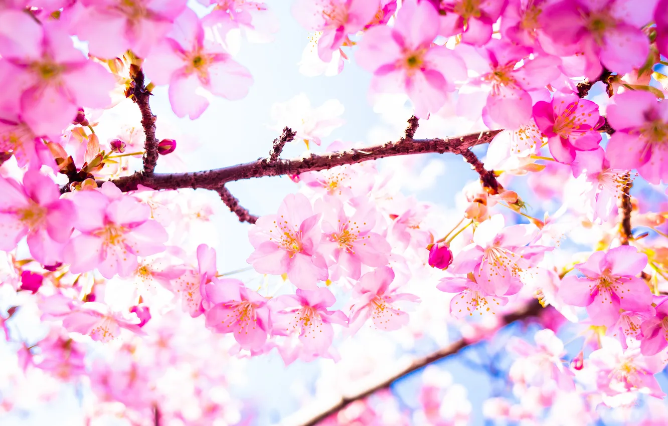 Photo wallpaper trees, branches, spring, Sakura, flowering
