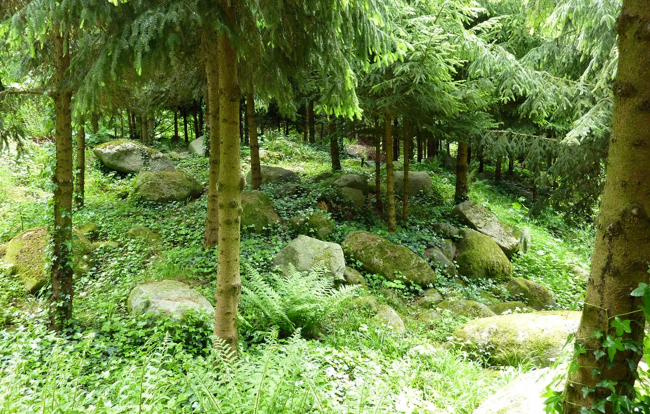 Photo wallpaper greens, grass, trees, stones, France, garden, needles, Albert-Kahn Japanese gardens