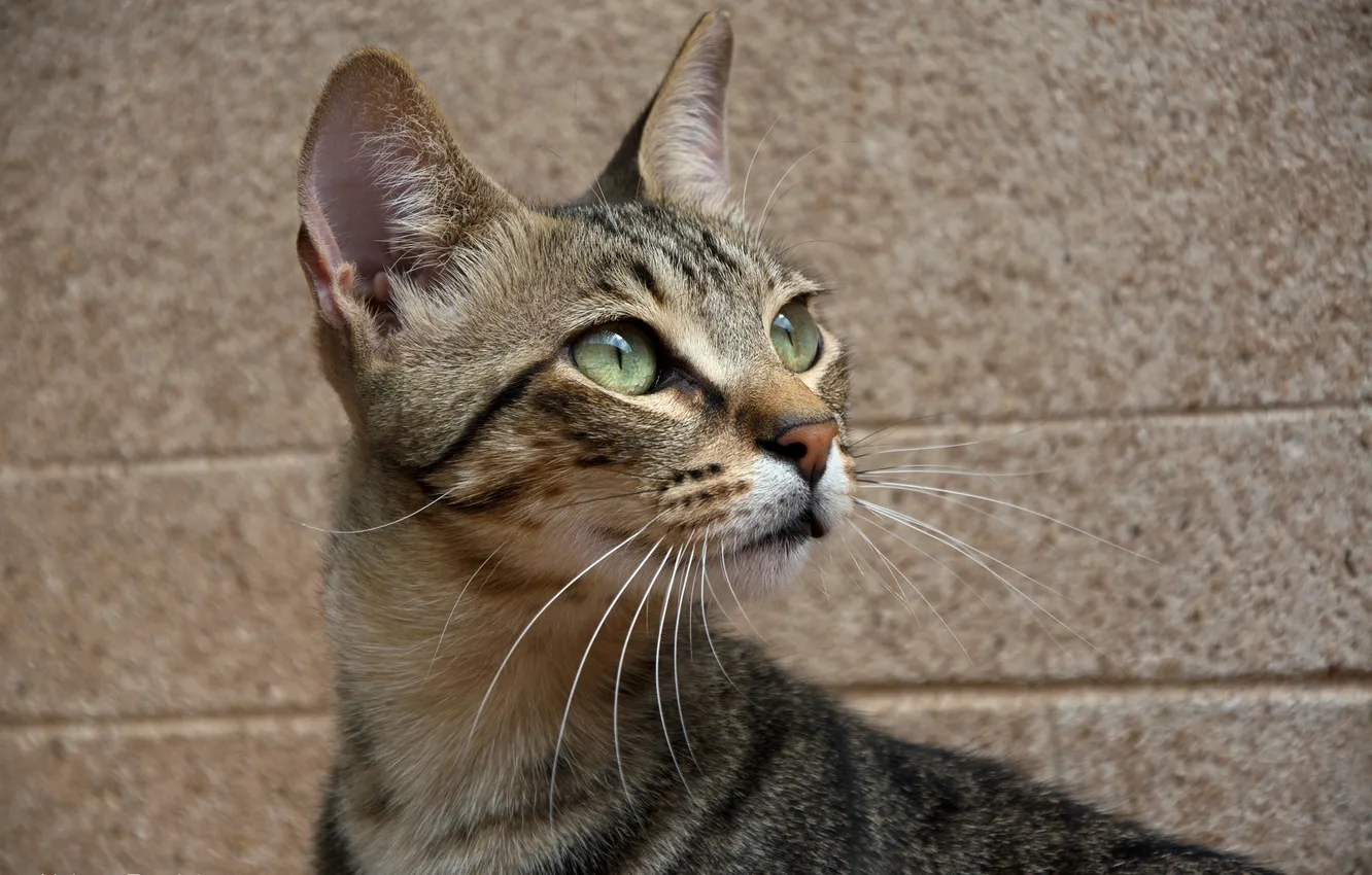 Photo wallpaper cat, cat, muzzle, look up