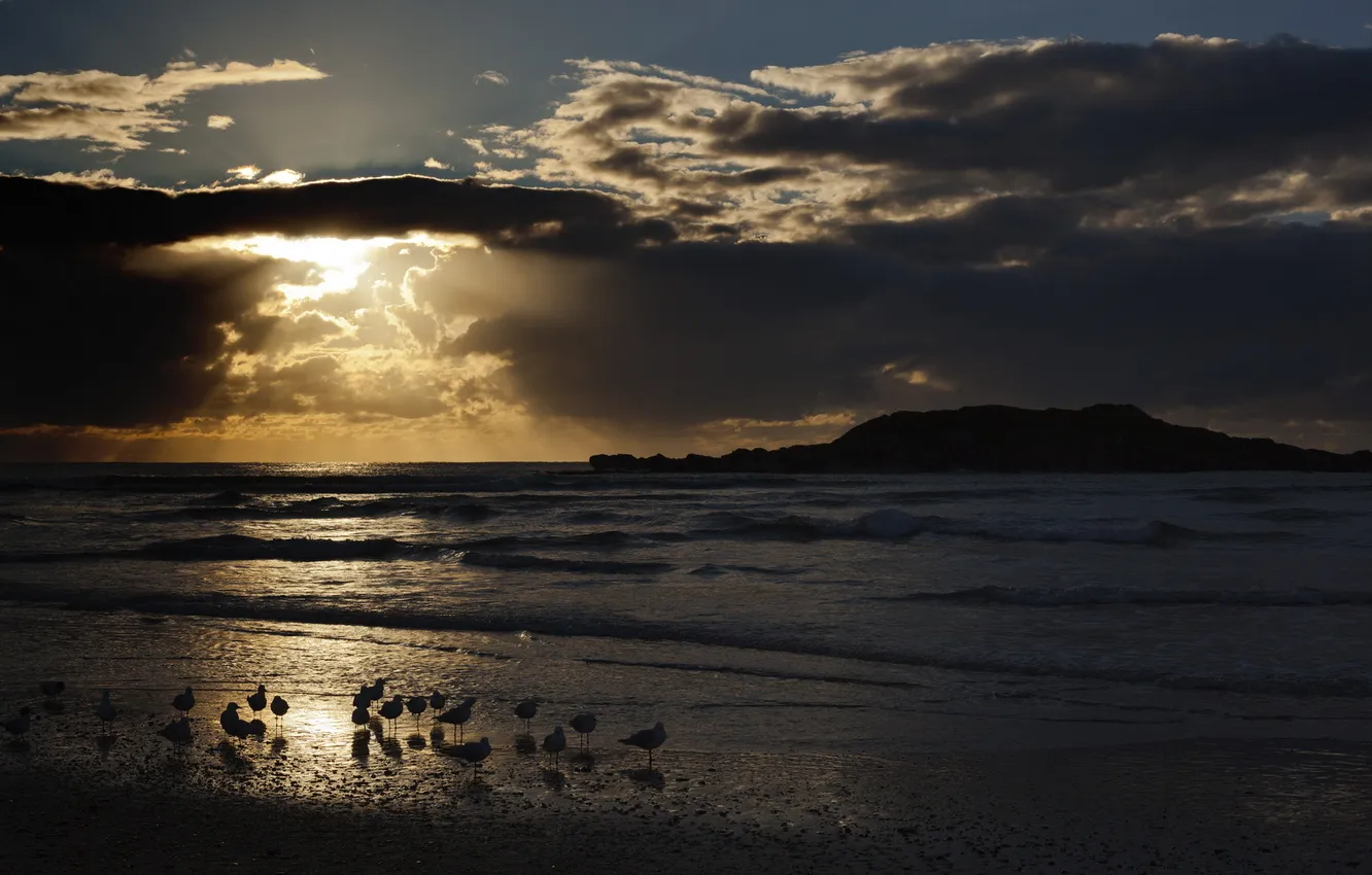 Photo wallpaper sea, landscape, night, bird