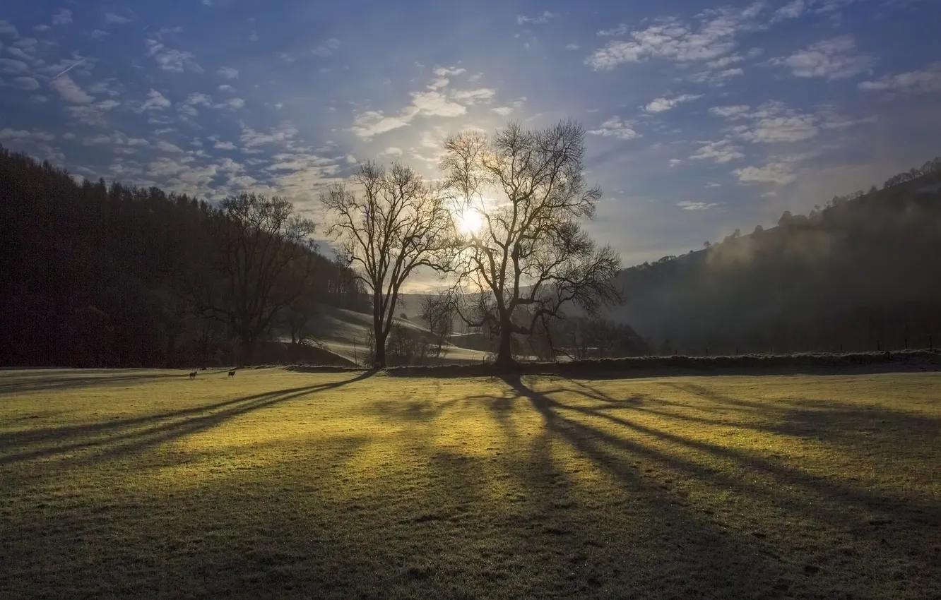 Photo wallpaper field, light, trees, morning