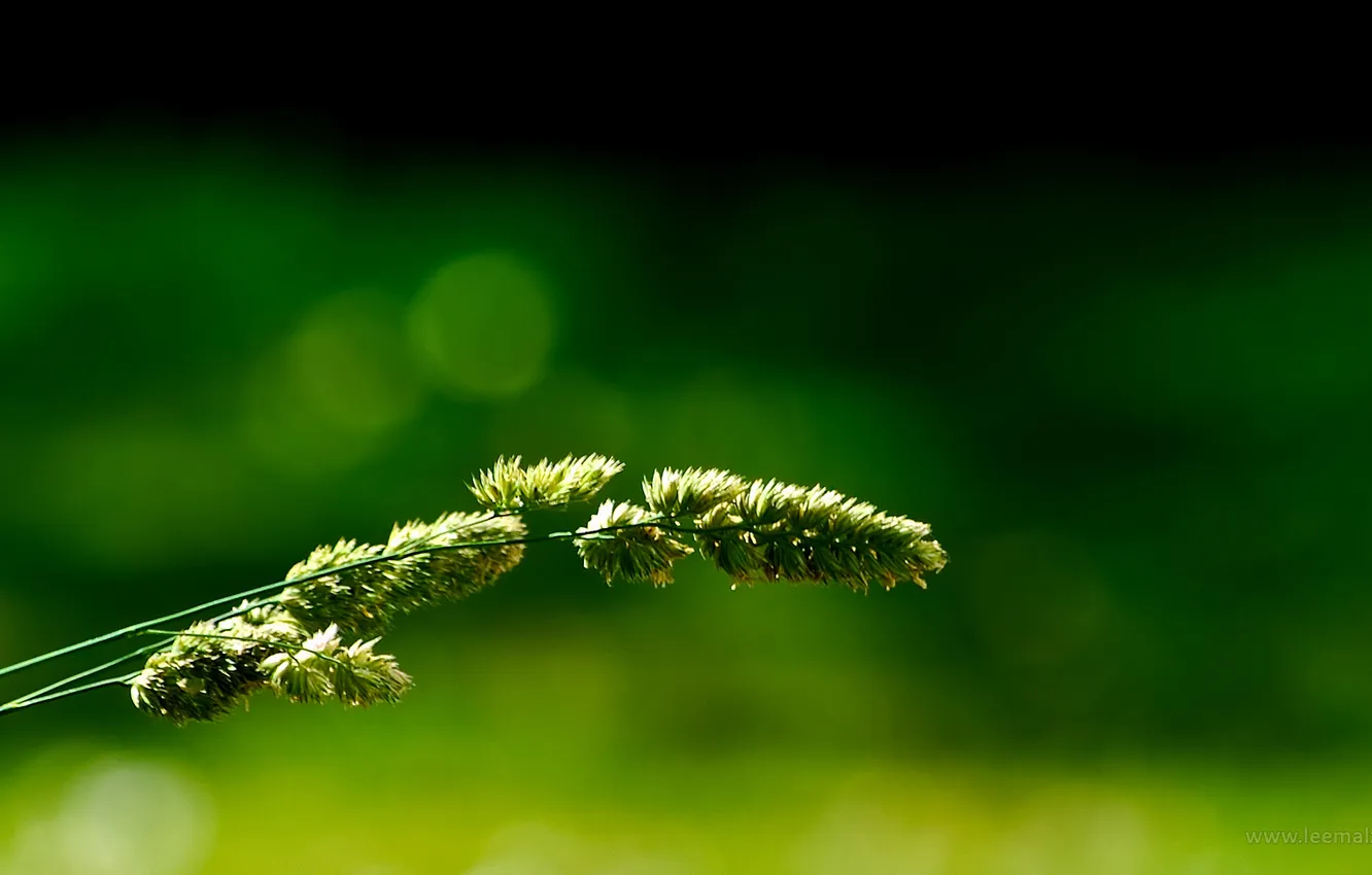 Photo wallpaper grass, nature, ear