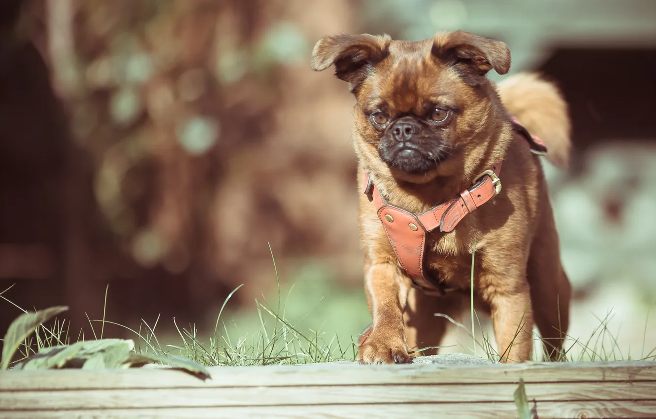 Photo wallpaper look, each, dog