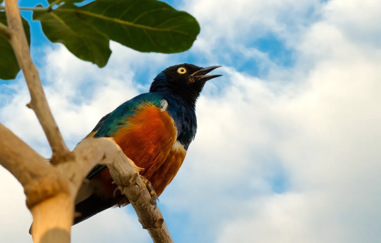Photo wallpaper nature, bird, animal