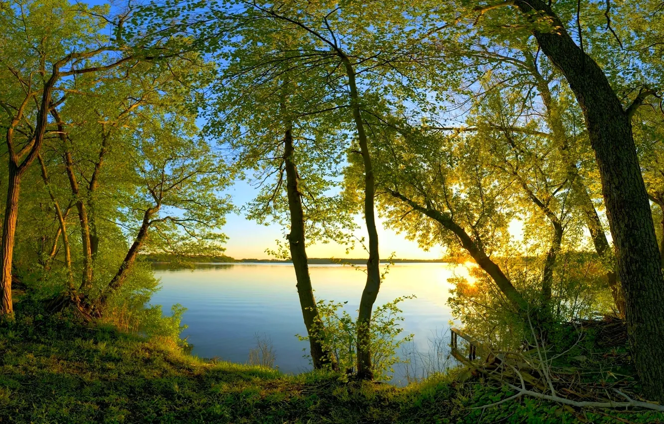 Photo wallpaper water, the sun, light, trees, branches, foliage