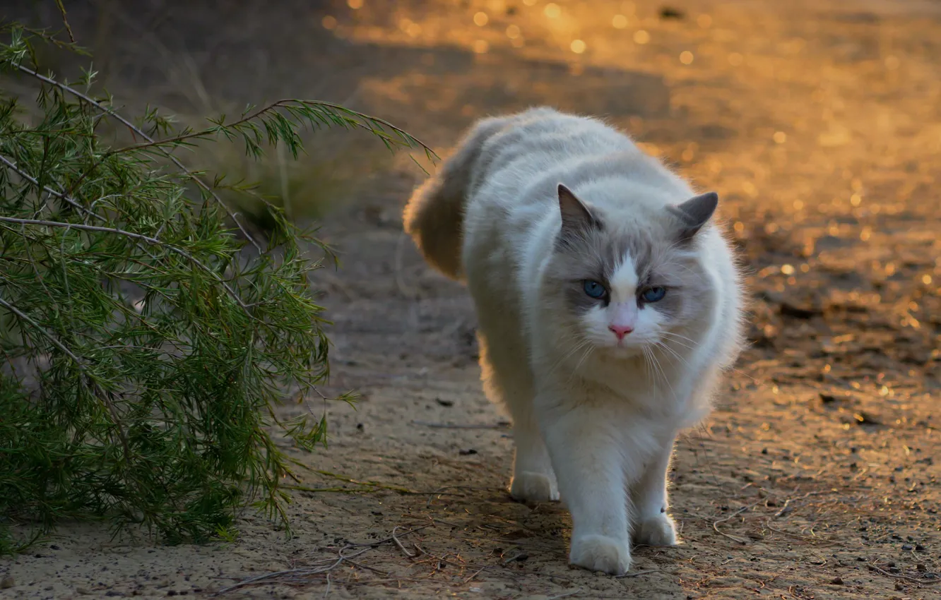 Photo wallpaper cat, cat, morning, Fleur Walton