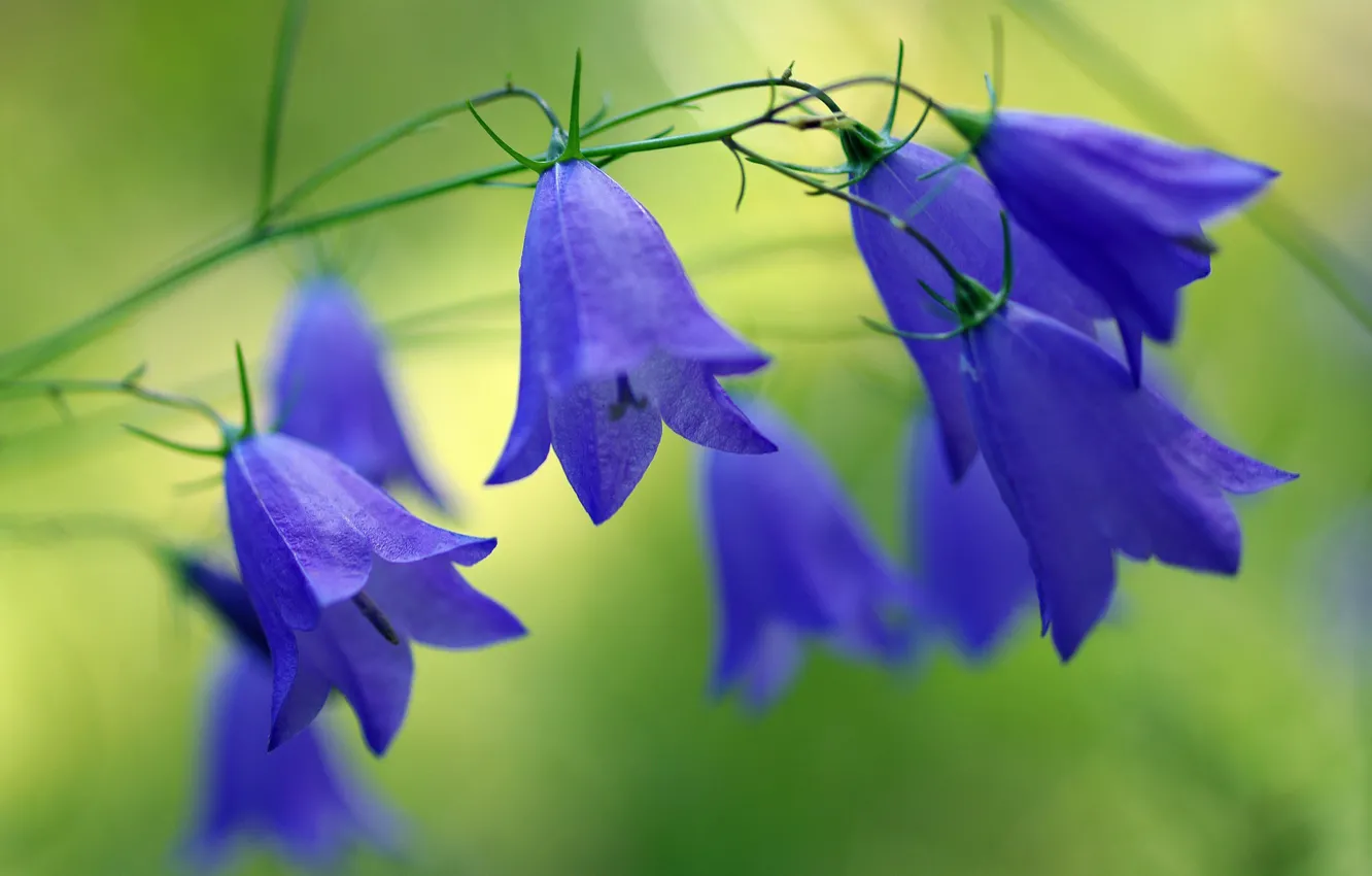 Photo wallpaper forest, summer, flowers, nature, beauty, plants, bells, blue color