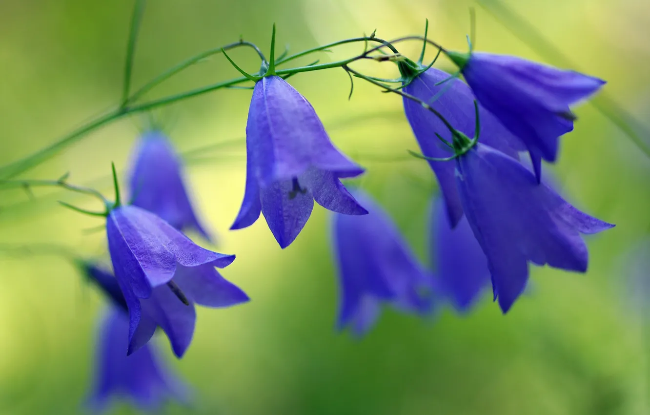 Photo wallpaper forest, summer, flowers, nature, plant, beauty, bells, blue color