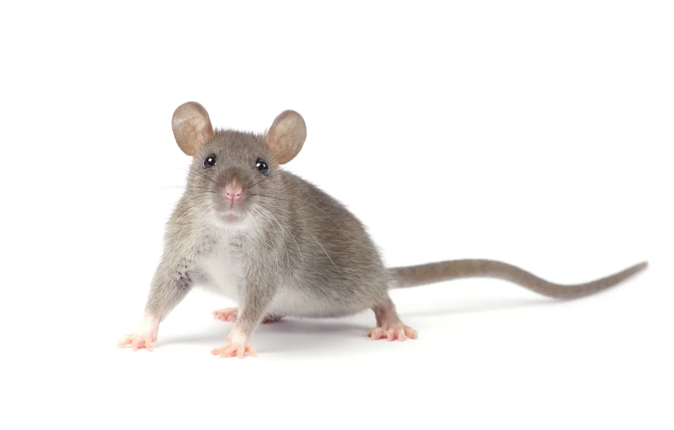 Photo wallpaper tail, pets, rat, mouse, nose, mammal, paw, rodent