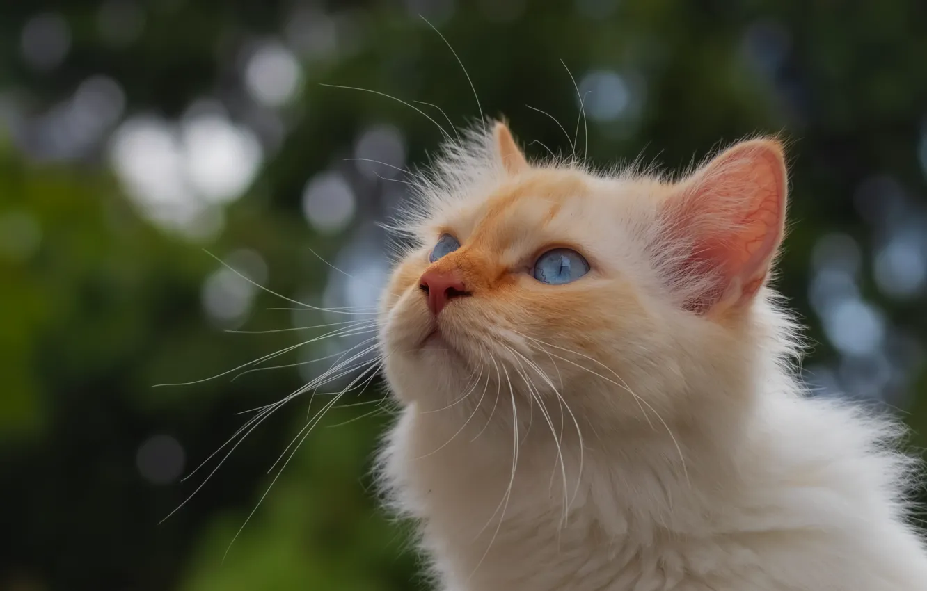 Photo wallpaper cat, portrait, muzzle, blue eyes, bokeh, cat