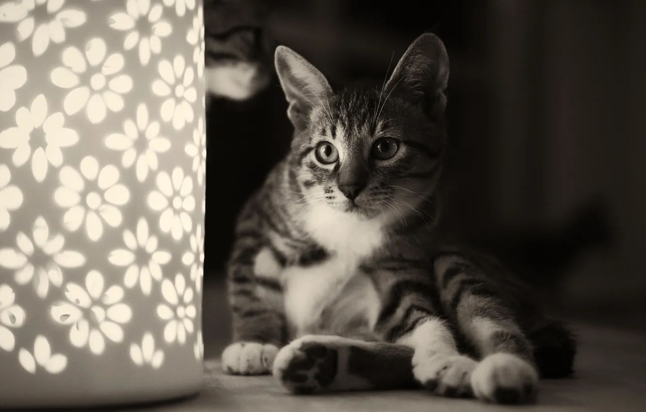 Photo wallpaper cat, cat, lamp, black and white, flowers, night light, sitting, monochrome