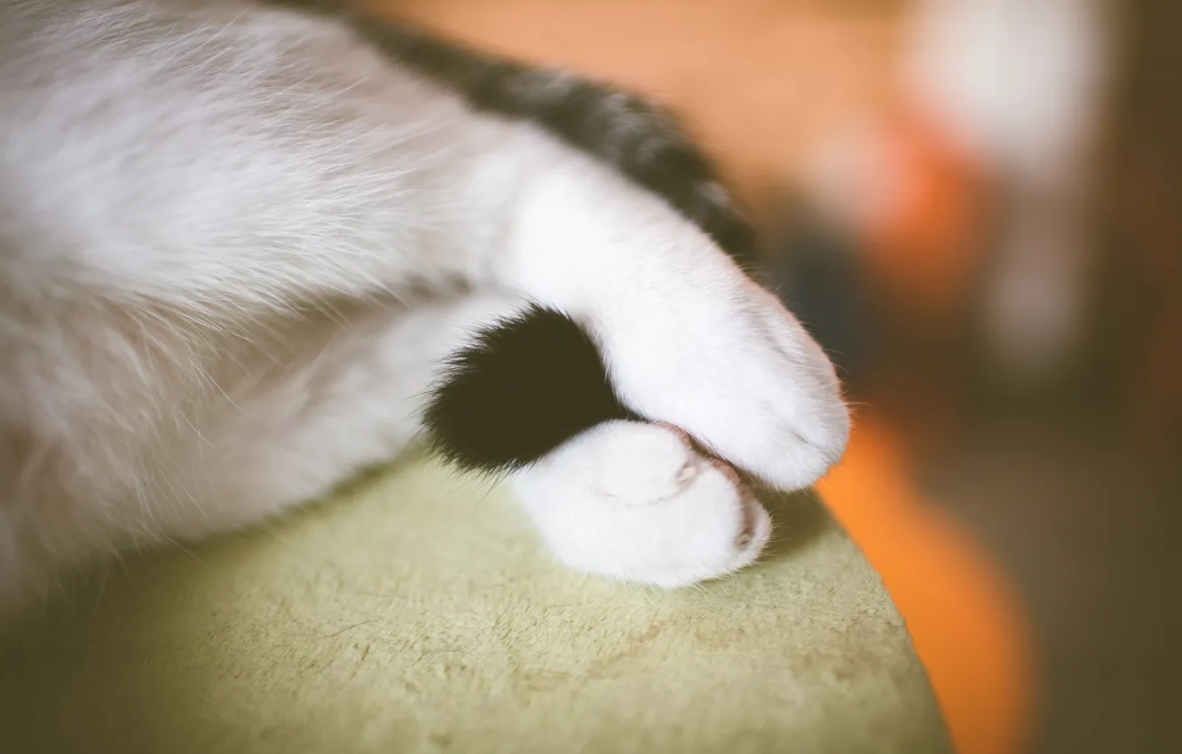 Photo wallpaper legs, paws, tail, white, cat