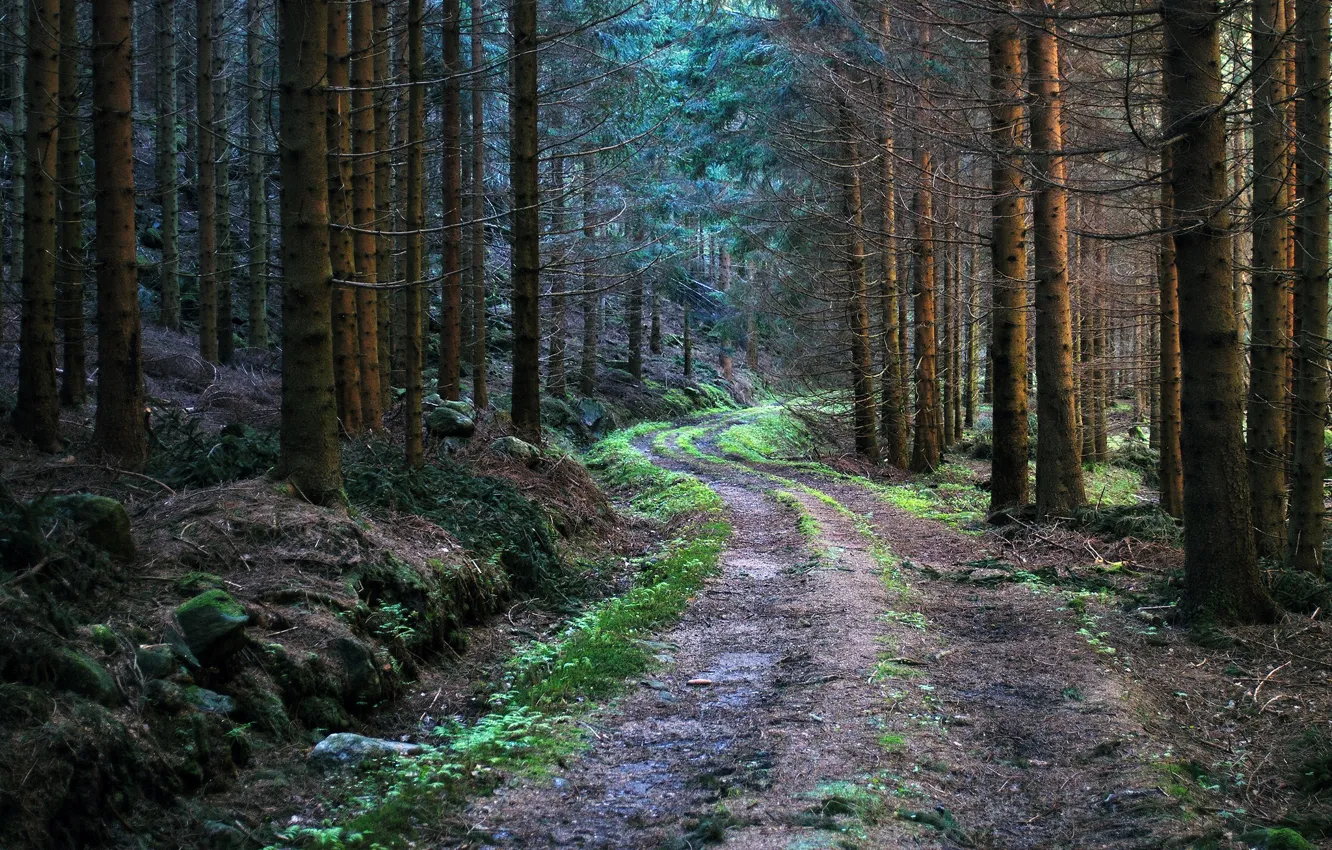 Photo wallpaper road, forest, trees