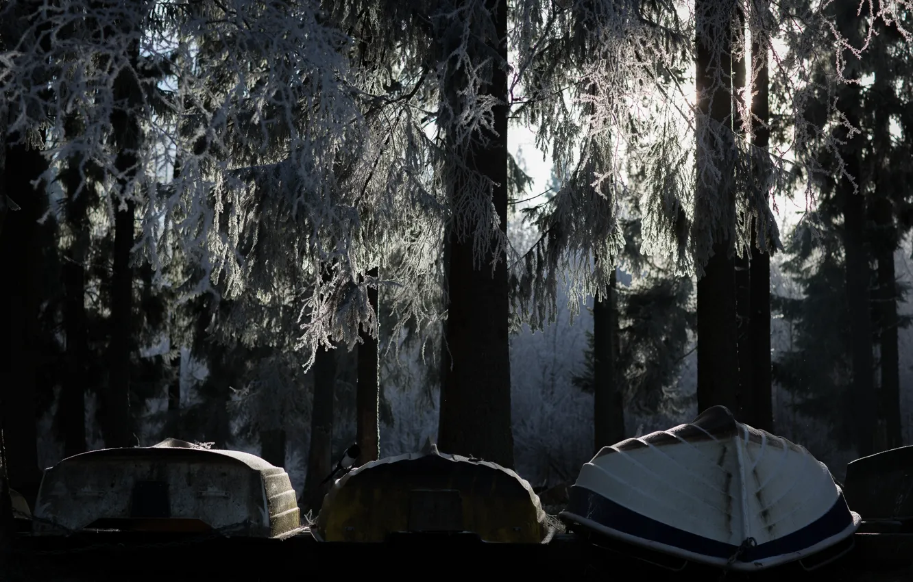 Photo wallpaper frost, forest, trees, boats