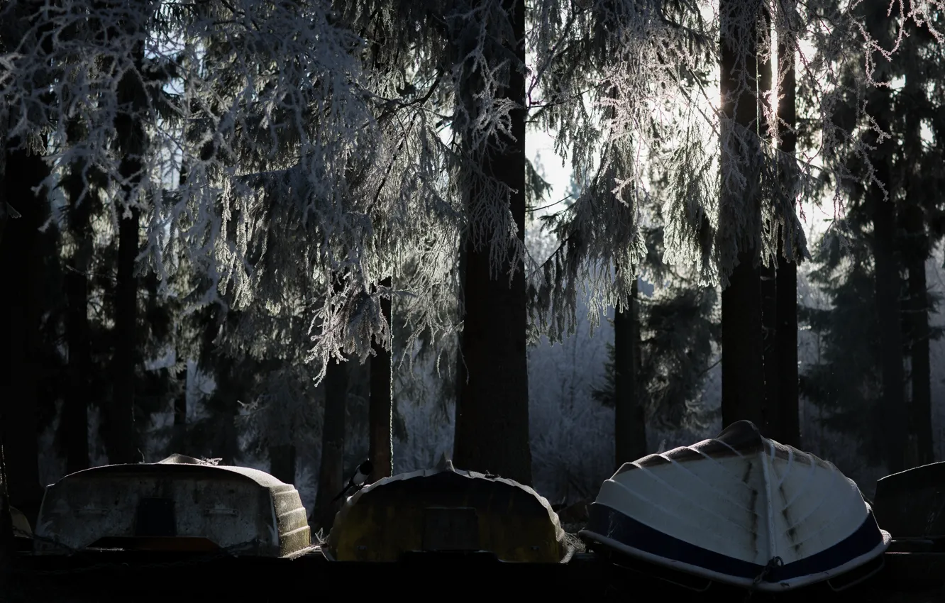 Photo wallpaper frost, forest, trees, boat