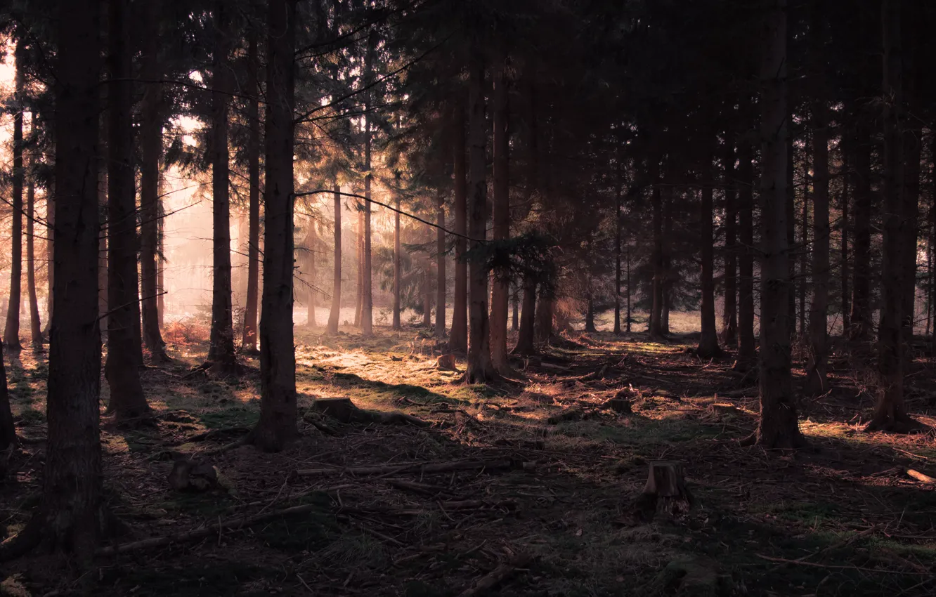 Photo wallpaper forest, light, trees