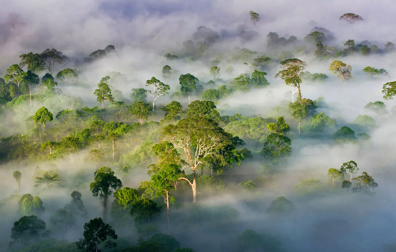 Photo wallpaper forest, trees, fog, Malaysia, Sabah