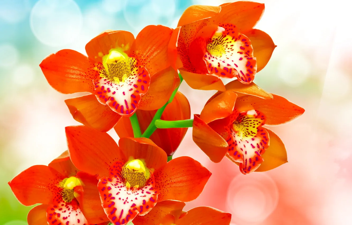 Photo wallpaper glare, background, red, orchids, bokeh, closeup