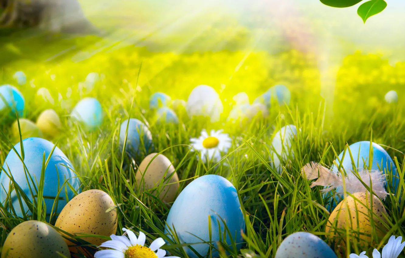 Photo wallpaper grass, rays, light, flowers, nature, eggs, spring, Easter
