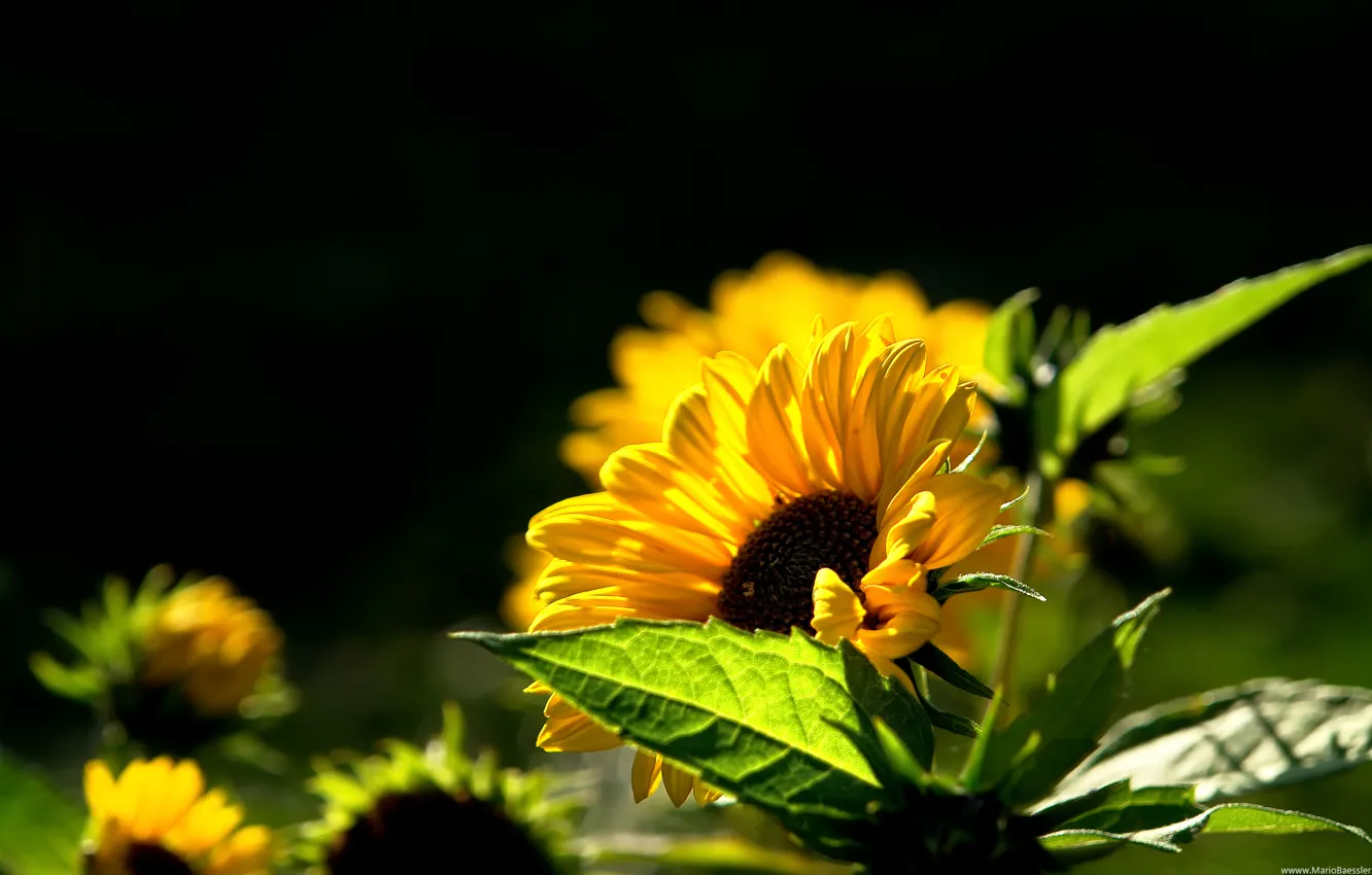 Photo wallpaper summer, heat, sunflower