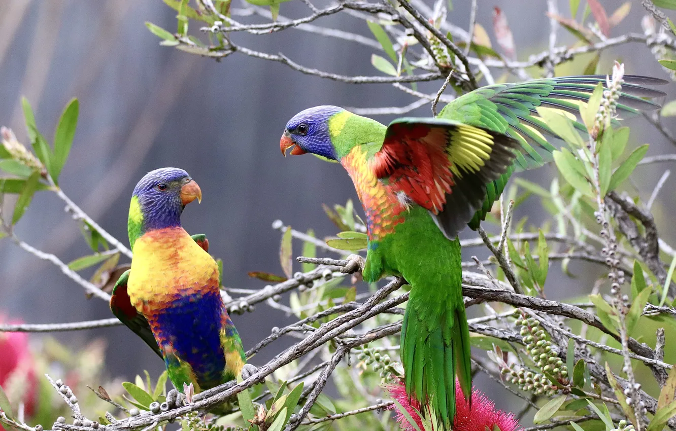 Photo wallpaper leaves, trees, flowers, branches, nature, pose, bird, wings