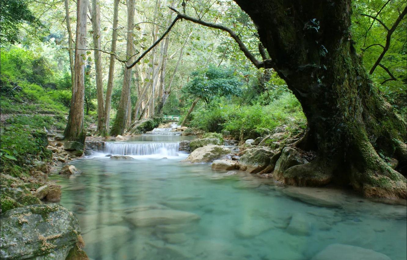 Photo wallpaper trees, stones, waterfall, river, the bridge