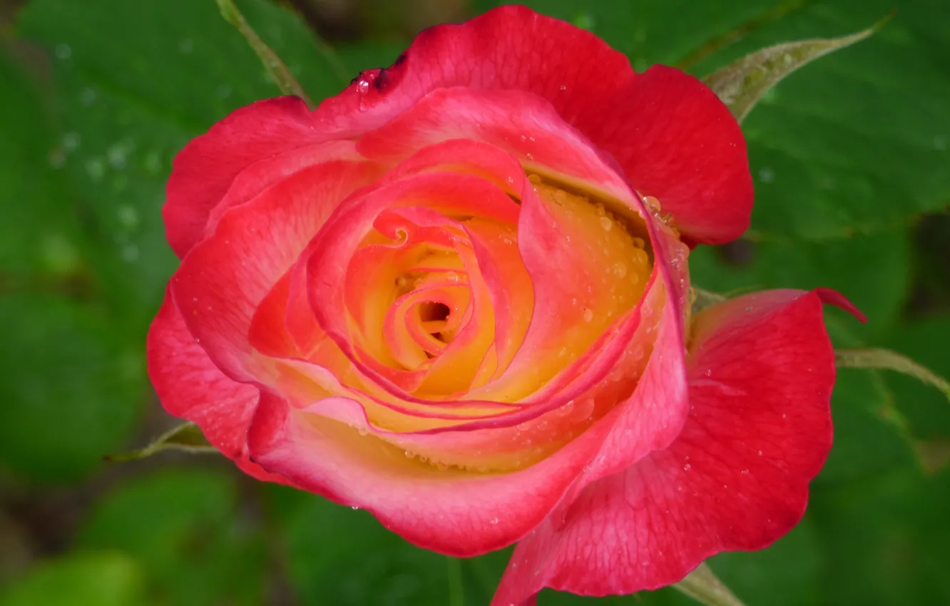Photo wallpaper macro, roses, buds