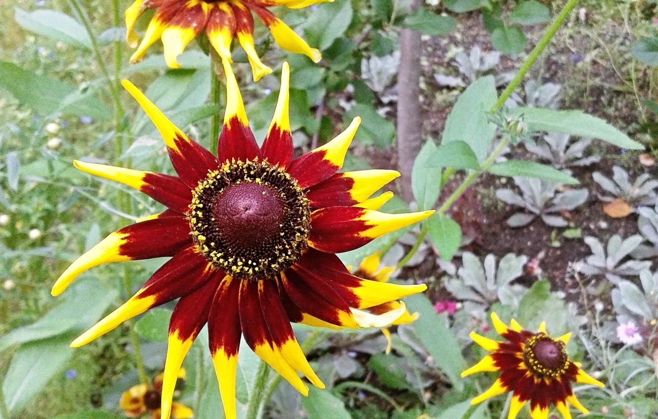 Photo wallpaper flowers, rudbeckia, August 2024, the end of summer 2024