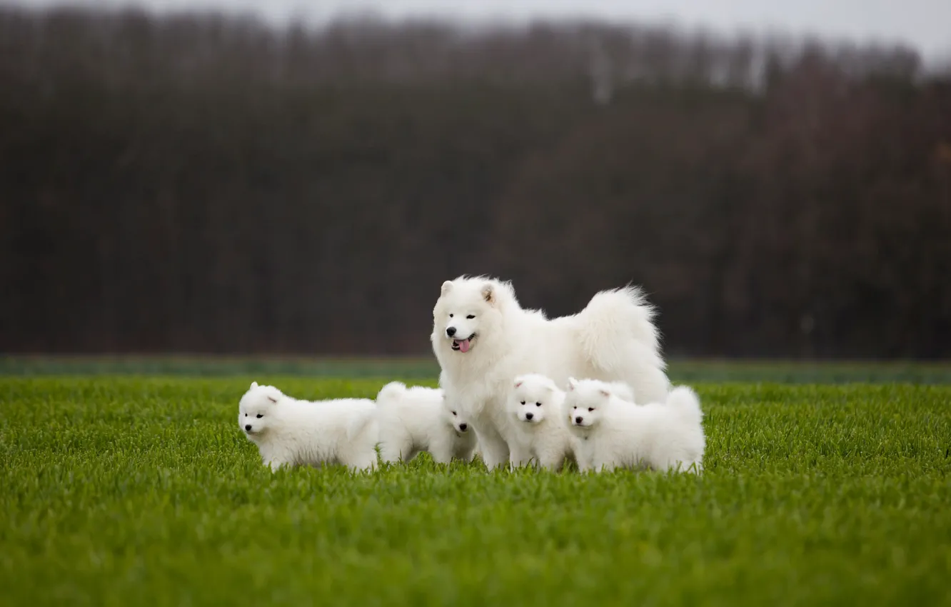 Photo wallpaper greens, field, language, look, trees, nature, background, dog