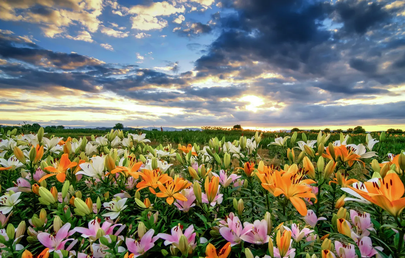 Photo wallpaper field, the sky, clouds, flowers, Lily, a lot