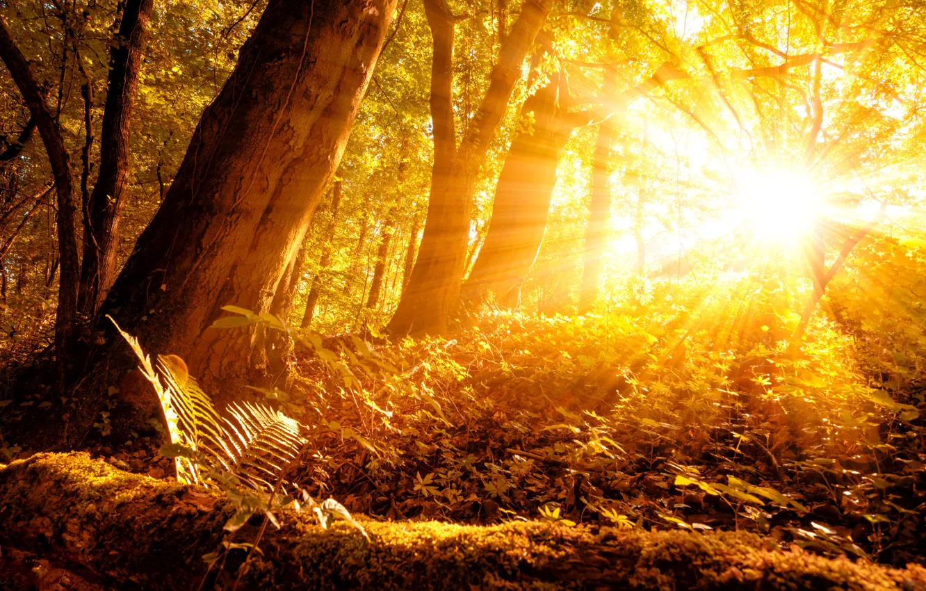 Photo wallpaper autumn, forest, trees, nature, seasons, rays of light