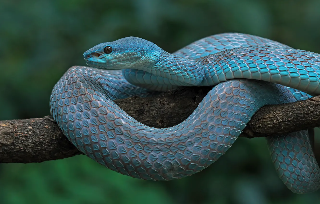 Photo wallpaper branches, background, blue, snake, Python