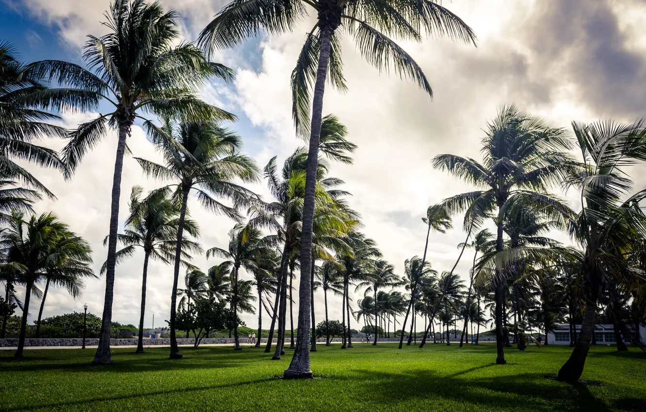 Photo wallpaper the sky, grass, Park, Palma, palm trees, cloud, art, grass